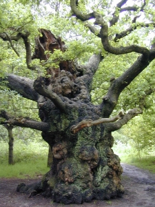 One of Sherwood Forest's ancient oaks